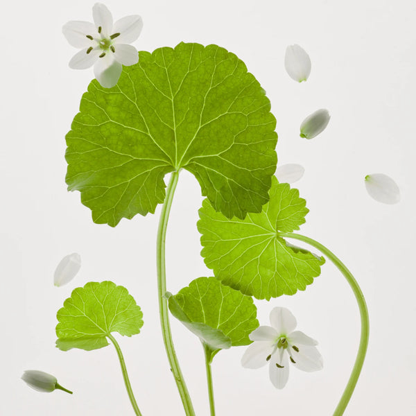 Centella Asiatica Calming Mask - Zklidňující maska s pupečníkem asijským a kyselinou hyaluronovou 25ml